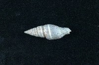 藏品(丁蠣)的圖片